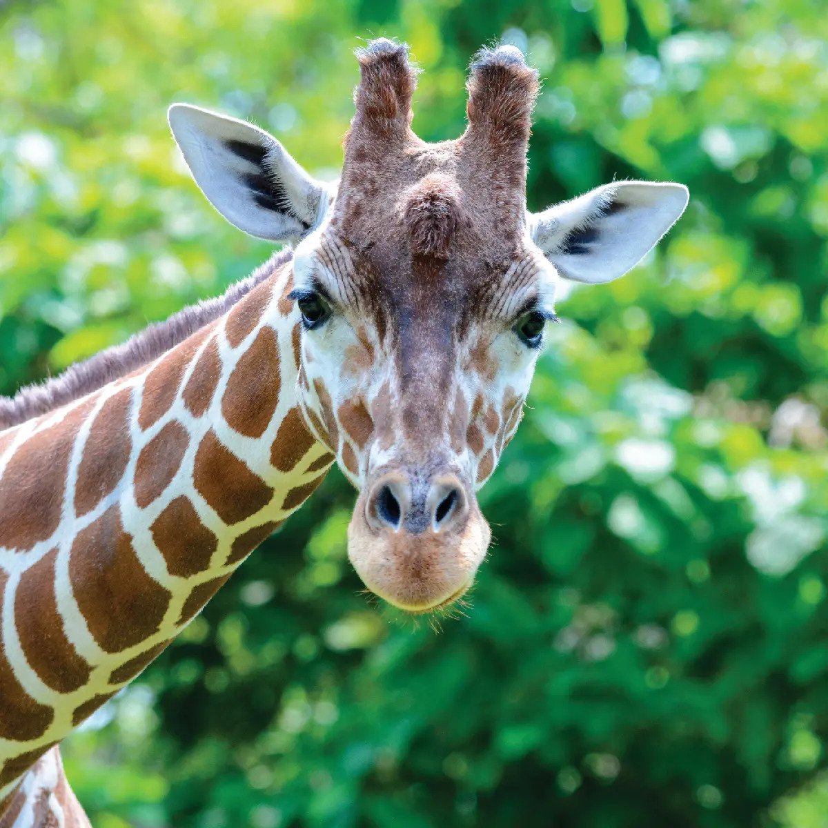 Giraffe Image